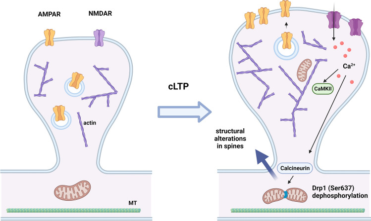 Alterations in mitochondrial dynamics upon induction of long-term synaptic potentiation (LTP). Chemical LTP (cLTP) is dependent on the activation of NMDA receptors coupled to an increase in the density of microfilaments and enhancement of spine volume, as well as the translocation of AMPA receptors to the synapse, with a consequent upregulation in their surface expression. These events rely on a rapid upregulation in dendritic mitochondrial fission, accompanied by an increase in mitochondrial matrix Ca2+ content. The increase in the fission of dendritic mitochondria is triggered by the increase in the [Ca2+]i, and mediated by the activation of Ca.2+- and calmodulin-dependent protein kinase II (CaMKII). (Created with BioRender.com)