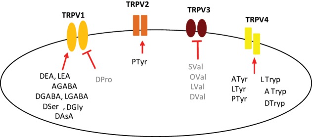Composite for all individual N-acyl amides tested here with activity at TRPV1-4. This cartoon illustrates N-acyl amides that were shown to be active as agonists (Bold Black; arrow) and antagonists (Bold Gray; bar) in each of the TRPV1-4 expression systems, which are represented simply as the individual receptor. Agonists at TRPV1: N-docosahexaenoyl GABA (DGABA), N-arachidonoyl GABA (AGABA), N-linoleoyl GABA (LGABA); N-docosahexaenoyl serine (DSer), N-docosahexaenoyl glycine (DGly), N-docosahexaenoyl aspartic acid (DAsA), N-docosahexaenoyl ethanolamide (DEA), N-linoleoyl ethanolamide (LEA); Antagonists at TRPV1: N-docosahexaenoyl proline (DPro); Agonists at TRPV2: N-palmitoyl tyrosine (PTyr); Antagonists at TRPV3: N-docosahexaenoyl valine (DVal), N-linoleoyl valine (LVal), N-oleoyl valine (Oval), N-stearoyl valine (SVal); Agonists at TRPV4: N-arachidonoyl tyrosine (ATyr), N-linoleoyl tyrosine (LTyr); PTyr; N-docosahexaenoyl tryptophan (DTryp), N-arachidonoyl tryptophan (ATryp), N-linoleoyl tryptophan (LTryp).