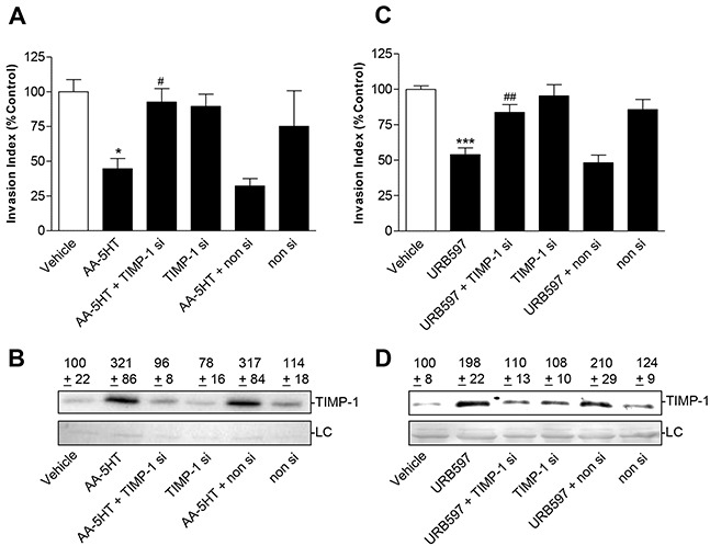 Effect of TIMP-1 knockdown on the anti-invasive and TIMP-1-upregulating action of FAAH inhibitors in A549 cellsEffect of TIMP-1 siRNA on FAAH inhibitors' action on cell invasion A, C. and TIMP-1 protein levels from cell culture media B, D. A549 cells were transfected with TIMP-1 siRNA at a final concentration of 0.25 μg/ml siRNA (si) or with non-silencing siRNA (non si) for 24 h. Subsequently, cells were placed into invasion chambers in terms of invasion assays. Following the first transfection, cells were retransfected with the same amounts of TIMP-1 siRNA, non-silencing siRNA or suspension buffer to provide constant knockdown conditions, and incubated with vehicle, AA-5HT (10 μM) or URB597 (10 μM) for another 72 h. Protein staining of cell culture media is shown as loading control (LC). All values are expressed as percent control in comparison with vehicle-treated cells (100%) in the absence of test substance. Data are means ± SEM of n = 3-4 (A), n = 5 (B), n = 7-8 (C) or n = 6 (D) experiments. *P < 0.05, ***P < 0.001 vs. vehicle; #P < 0.05, ##P < 0.01 vs. respective FAAH inhibitor; one-way ANOVA plus post hoc Bonferroni test.