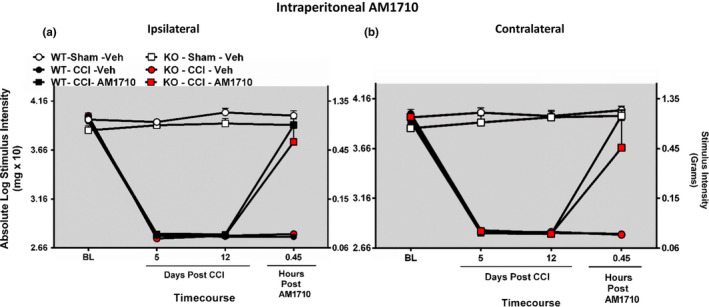 Intraperitoneal AM1710 reverses CCI‐induced allodynia in a CB1R independent manner. Intraperitoneal AM1710, a cannabinoid 2 receptor agonist, reverses CCI‐induced allodynia in a CB1R‐independent manner. (a, b) AM1710 reverses CCI‐induced allodynia independent of CB1R actions. Before surgical manipulation, all experimental groups exhibited similar ipsilateral and contralateral BL thresholds and CCI surgery produced significant bilateral allodynia at days 5 and 12 following injury compared to sham‐treated animals. Responses from AM1710 (25 mg kg‐1 ml‐1) maximally reversed CCI‐induced allodynia at ~30 min after intraperitoneal administration. Data reflect mean ± SEM, n = 6 mice per group for all groups except n = 5 within the KO‐Sham‐AM1710 group