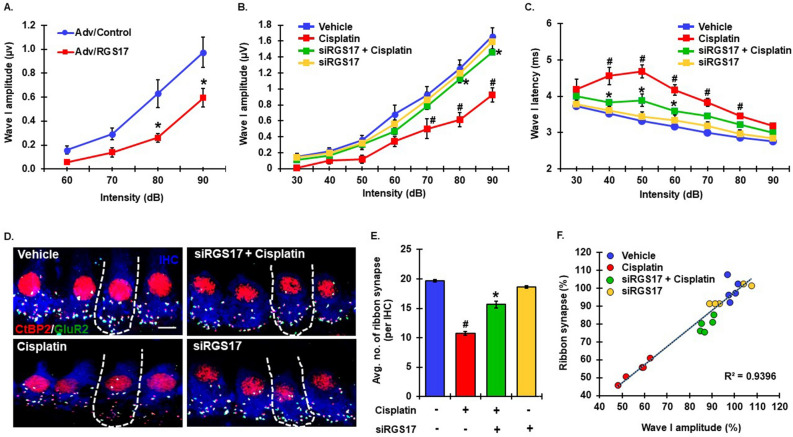 RGS17 regulates cochlear synaptopathy. (A) Male Wistar rats were administered adenoviral vector overexpressing RGS17 or empty viral vector by the trans-tympanic route. Post ABRs were performed 5 days after the treatment. Wave I amplitudes were measured manually at 32 kHz for 60, 70, 80 and 90-dB intensities. RGS17 overexpression significantly decreased wave I amplitudes at 80 and 90-dB. Data indicates mean ± SEM, *p < 0.05 versus adenovirus/control, N = 10, two-way ANOVA. (B) Naïve male Wistar rats were treated with siRGS17 (0.9 μg/ear) 2 days prior to cisplatin administration. Post-treatment ABRs were performed 3 days after cisplatin exposure and wave I amplitude was measured at 32 kHz for 30–90 dB intensities. Rats were divided into 4 treatment groups, vehicle (blue line), cisplatin (red line), siRGS17 pretreatment + cisplatin (green line) and siRGS17 alone (yellow line) alone. Cisplatin produced a significant decrease in wave I amplitude at 70, 80 and 90-dB intensities whereas knock down of RGS17 prior to cisplatin significantly abrogated this response at 80 and 90-dB, compared to cisplatin treated rats. Data represents mean ± SEM, #p < 0.01 versus vehicle, *p < 0.01 versus cisplatin, N = 12, two-way ANOVA. (C) In the same group of animals, cisplatin treatment significantly increased Wave I latencies at 32 kHz for 40–80 dB intensities but pretreatment of siRGS17 significantly decreased wave I latencies at 40, 50 and 60-dB. Data represents mean ± SEM, #p < 0.05 versus vehicle, *p < 0.05 versus cisplatin, N = 12, two-way ANOVA. (D) The cochleae collected from rats after ABRs were micro-dissected and co-stained with antibody against Myo7a (blue), CtBP2 (red) and GluR2 (green) for immunofluorescence assays. Representative images are taken at the level of IHCs from the basal region of the cochleae. Colocalization of CtBP2 (red) and GluR2 (green) on a background of Myo7a (blue) merge together to give bright white puncta which represents functional ribbon synapse at IHCs. Cisplatin treatment decreased the abundance of white punctae but pretreatment of siRGS17 preserved the number of white punctae. Both vehicle and siRGS17 treated cochleae displayed normal number of white puncta. (E) Presence of white puncta was manually counted and represented in the graph as the the average number of functional ribbon synapses per IHC. Cisplatin significantly decreased the average number of functional synapses at IHC as compared to siRGS17 pretreated cochleae. Data plotted represents average mean of functional synapse ± SEM (N ≥ 4). #p < 0.05 compared to vehicle, *p < 0.05 compared to cisplatin, N = 4, two way ANOVA (F) ABR Wave I amplitudes (at 90 dB) collected from (B) and synaptic count from (D) were normalized with respect to the mean values in their vehicle controls. Correlation graph was plotted for these two parameters which shows high correlation between them with R2 = 0.94. Data represents N = 4.