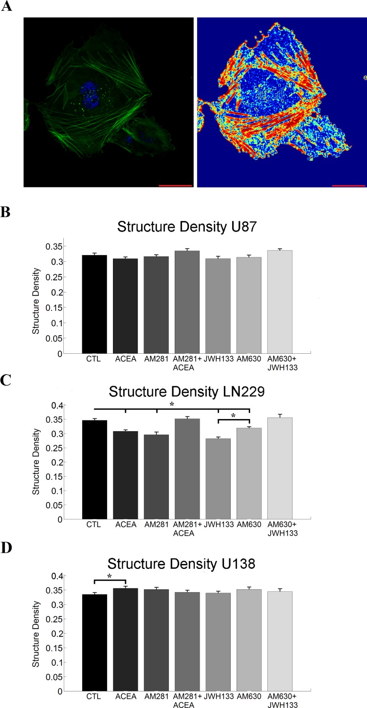Actin structure measurements.A) depicts the phalloidin (green) and DAPI (blue) staining of LN229 control cells on the left and the respective structure image of the actin cytoskeleton as a heat map on the right. A correspondence of highly structured regions in the actin staining with the respective structure image is visible. Furthermore, unstructured, homogeneous regions do not contribute to the structure image, as for example in the center of the image. The scaling corresponds to 20 μm. B) shows the quantification of the density of actin structures for U87 cells treated with cannabinoid receptor agonists and inverse agonists as mean value with the sem. C) and D) illustrates the density of actin structures in LN229 and U138 cells after cannabinoid treatment. Various effects that show no apparent receptor specificity were observed. Statistics was performed using a Kruskal-Wallis test and significance was chosen for p<0.05. The asterisk denotes significant results regarding the respective measurement indicated with the bar.