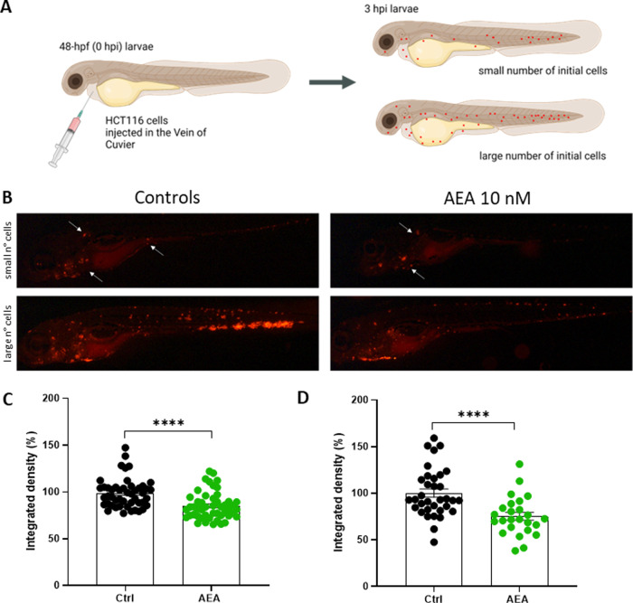 AEA exposure reduces HCT116 metastatic ability.A HCT116 cells were directly injected into the Vein of Cuvier of 48-hpf WT larvae. The image shows the experimental procedure and the division of xenografts considering the number of HCT116 circulating cells 3 hpi. Image created with Biorender.com. B Stereomicroscope Representative Images of 3dpi Ctrl- (on the left) and AEA exposed xenografts (on the right). White arrows pinpoint HCT116 cells in metastasis. C, D Integrated density of HCT116 metastatic tumor cells in 3 dpi zebrafish larvae injected with small (C) and large (D) numbers of cells. The mean value of the integrated density in Ctrl was set as 100%. The error bar indicates SEM. (Small: Ctrl n = 48; AEA n = 50. Large: Ctrl n = 34; AEA n = 25 from three independent experiments). Statistical analysis was performed using Student’s t-test. ****p < 0.0001.