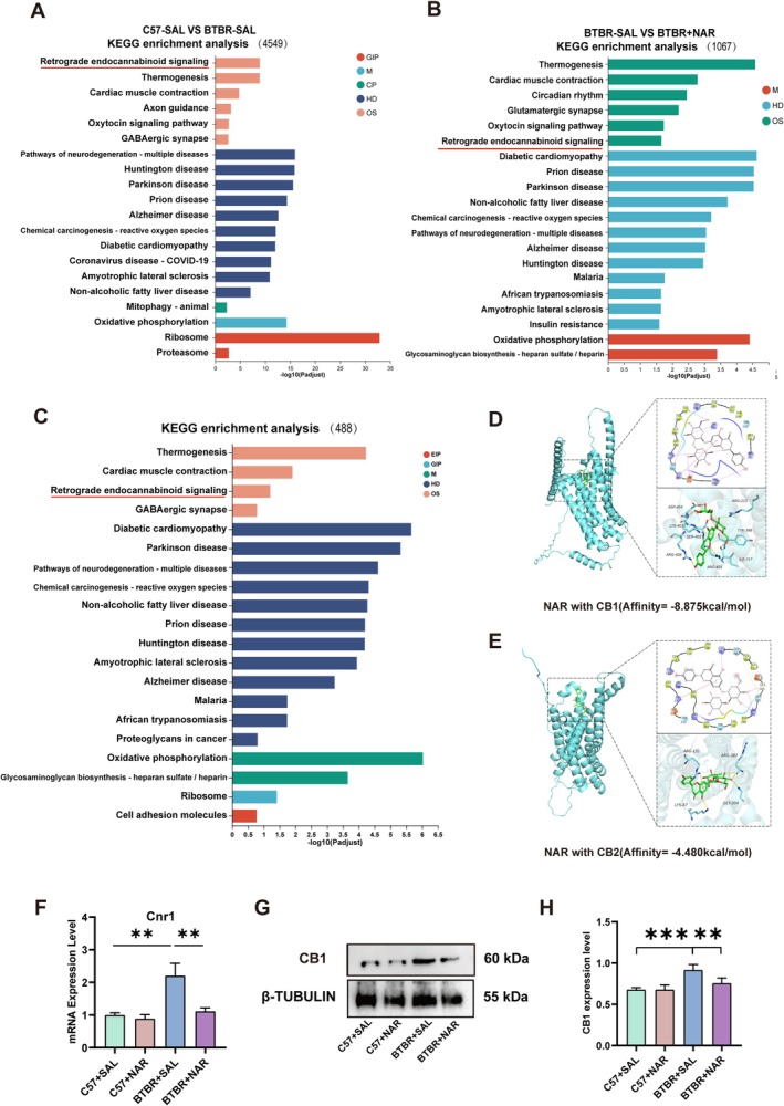 Naringin treatment inhibits eCBs in the hippocampus of BTBR mice. (A) The top 20 GO pathways from C57‐SAL VS BTBR‐SAL in KEGG analysis. (B) The top 20 GO pathways from BTBR‐SAL VS BTBR‐NAR in KEGG analysis. (C) The top 20 GO pathways from the intersection of the above two gene sets in KEGG analysis. (D) Verification of naringin and CB1 receptor by molecular docking analysis. (E) Verification of naringin and CB2 receptor by molecular docking analysis. (F) The expression level of Cnr1 gene in RNA seq by RT‐PCR. (G) The expression level of CB1 receptor protein in western blot. (H) Quantification of the CB1 receptor protein level in the hippocampus. Data are presented as mean ± SEM. N = 4. *p < 0.05, **p < 0.01, ***p < 0.001.