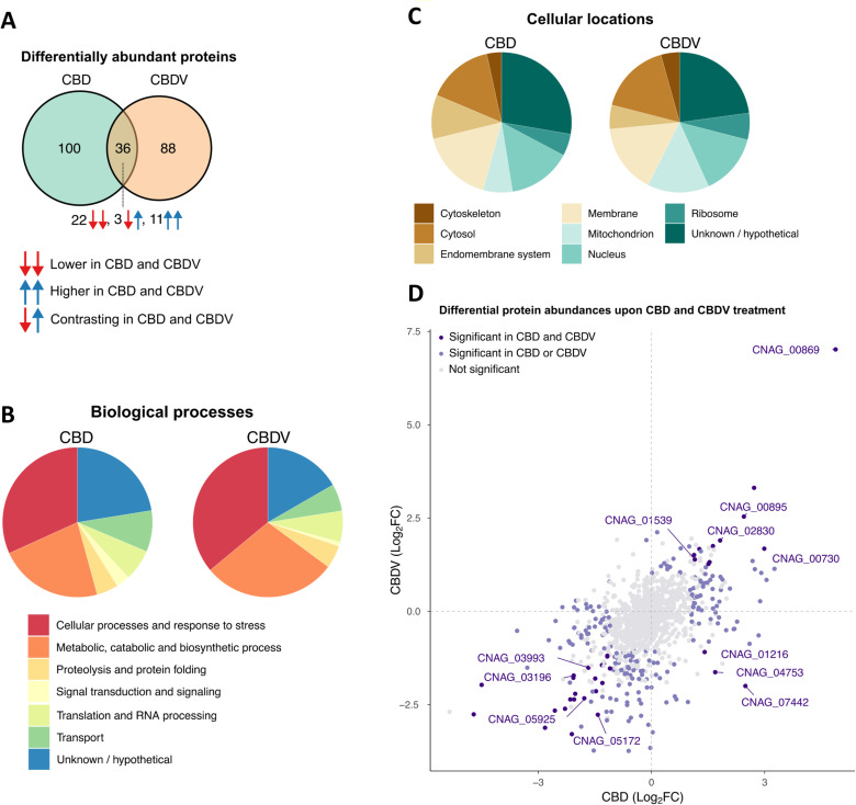Phytocannabinoid treatment alters the proteome profile of C. neoformans.(A) Venn diagram showing the number of proteins that were differentially abundant in response to CBD and CBDV treatment (as defined by log2FC > 1 and p-value < 0.05 cutoffs) compared to untreated samples. (B) Gene ontology (GO) biological process terms (shown on the bottom) assigned to differentially abundant proteins in either CBD or CBDV. (C) GO cellular component terms assigned to differentially abundant proteins in either CBD or CBDV. (D) Comparison of the log2FC values for proteins in response to CBD and CBDV treatment versus the untreated samples. Differentially abundant proteins in response to CBD or CBDV treatment are highlighted in light purple. Differentially abundant proteins in response to both CBD and CBDV treatment are highlighted in dark purple. Representative proteins involved in pathways/processes in response to CBD and CBDV are indicated by their protein IDs.