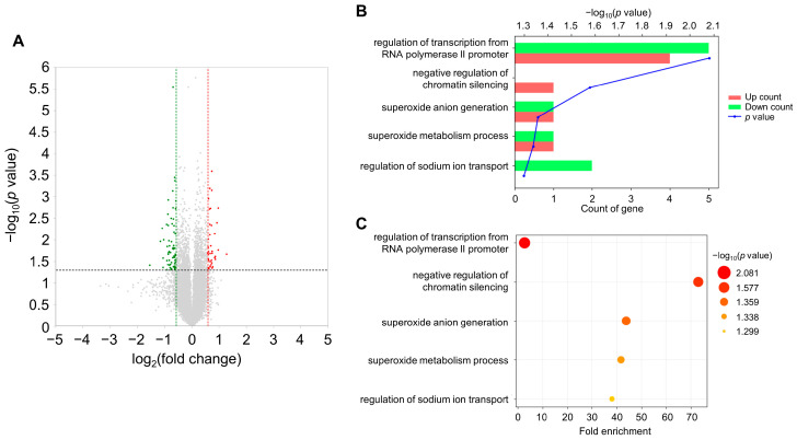 Effects of acute WAS on the transcriptome of the mouse whole brain. (A) Volcano plot of the differentially expressed genes between the water-stressed group and control group. The green dots indicate genes that reduced 1.5-fold below, and the red dots indicate genes that increased 1.5-fold above. The vertical dotted lines showed 1.5-fold changes. The dotted black-line shows the p value cutoff (p = 0.050) with points above the line having p < 0.050 and points below the line having p > 0.050. (B,C) Gene Ontology (GO) enrichment analysis of the differentially expressed genes (DEGs) between the water-stressed and control groups. GO categories of the biological process are shown to the left of the charts. (B) Count of upregulated (red bars) and downregulated (green bars) genes were represented. The blue line of the graphs means −log10(p value). (C) The x-axis represents the fold enrichment of the GO terms. The color and the size of the bubbles depend on the p value.