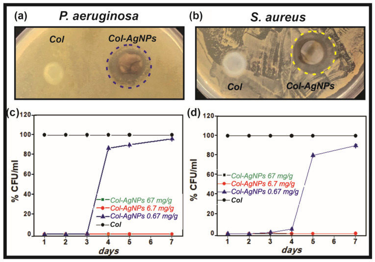 Antimicrobial activity Col-AgNPs against S. aureus and P. aeruginosa. Collagen hydrogels containing AgNPs in contact with P. aeruginosa (a) and S. aureus (b). The % CFU/mL of each bacterium was studied during 7 days (c,d) for collagen control (Col, black), Col-AgNPs 67 mg/g (green), Col-AgNPs 6.7 mg/g (red) and Col-AgNPs 0.67 mg/g (blue). Results are expressed as mean ± SD from triplicate experiments.