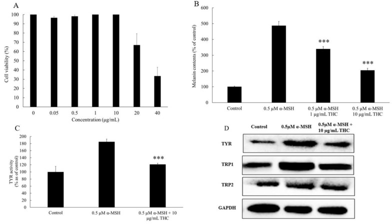 Anti-melanogenic effect of THC on the B16F10 cells. (A) Effects of THC on the viability of B16F10 melanoma cells after 48 h treatment. (B) Melanin content comparison between control group, cells treated with 0.5 μM MSH, and 0.5 μM α-MSH with 1 μg/mL and 10 μg/mL THC, respectively after B16F10 cells were cultured for 48 h. (C) Cellular tyrosinase (TYR) activity. (D) Western blotting analysis of protein expressions for TYR, tyrosinase related protein 1 (TRP1), tyrosinase related protein 2 (TRP2), and Glyceraldehyde 3-phosphate dehydrogenase (GAPDH) as the internal reference in B16F10. Results are expressed as mean SD (n = 3). *** p < 0.001 compared to group treated with 0.5 μM α-MSH.