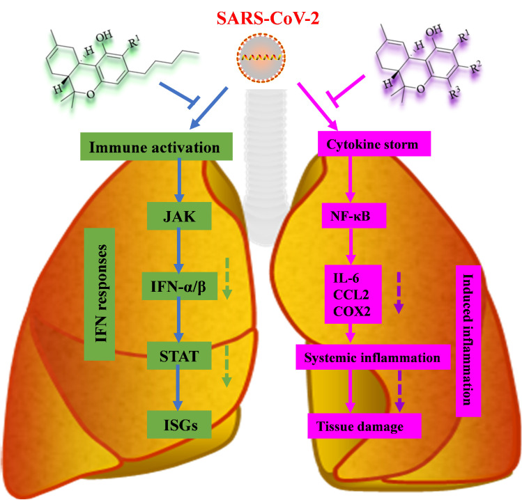 An outline of immune signaling (left) and major inflammatory signaling (right) is shown, annotated with the known mechanisms by which SARS-CoV-2 activates and suppresses signals (dotted line).