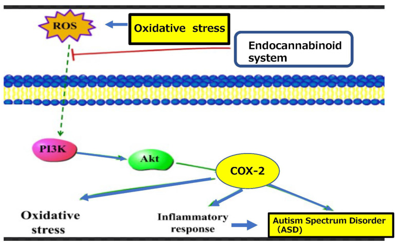 Oxidative stress related oxygen species activate redox signaling which regulates several physiological processes in a wide variety of endocannabinoid syatem in pathophysiological and homoeostatic pathways such as COX-2, inducing neuriinflammation in relation to ASD.