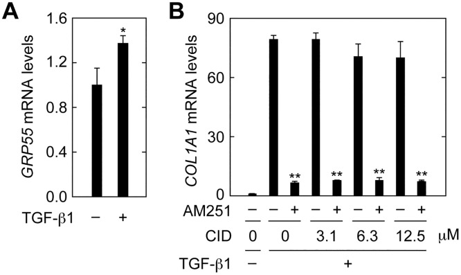 GPR55 is not involved in EMT suppression in RPTEC cells.(A) RPTEC cells were incubated with 2 ng/ml TGF-β1 for 24 h. Total RNA was prepared and subjected to real-time RT-PCR to measure GRP55 and PPIA mRNA levels. Values are means ± SD of the ratio of GRP55 to PPIA mRNA levels, expressed relative to the ratio in the control (no treatment), from three independent experiments. (B) RPTEC cells were incubated with 2 ng/ml TGF-β1 in the presence or absence of the GRP55 antagonist CID16020046 (CID; Tocris Bioscience, Minneapolis, MN, USA) at the indicated concentrations and 10 μM AM251 for 24 h. Relative mRNA levels of COL1A1 were determined as for (A). Statistically significant differences are indicated (* P < 0.05, ** P < 0.01, Student’s t-test).