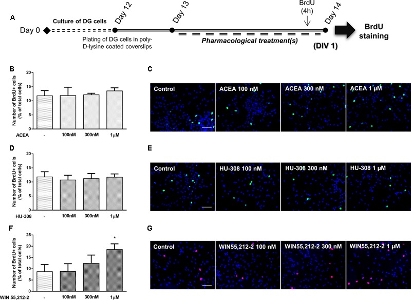 Non-selective CBR activation promotes DG cell proliferation. (A) Schematic representation of the experimental protocol. Day 0 represents the day of cultures; at Day 12 DG neurospheres were plated for 24 h and at Day 13 cells were exposed to pharmacological treatments for further 24 h (Day 14). (B,D,F) Bar graphs depict the number of BrdU-positive cells expressed as percentage of total cells per culture. Data are expressed as mean ± SEM. n = 2–5. ∗p < 0.05, using Dunnett’s multiple comparison test. (C,E,G) Representative fluorescent digital images of cells immunopositive for BrdU (green for C,E; red for G) and Hoechst 33342 staining (blue). Scale bars = 50 μm.