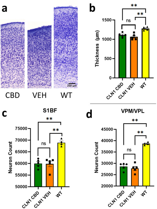 Chronic CBD does not affect neuron count or cortical thickness. (a) Nissl-stained depiction of cortical thickness. Treatment did not affect cortical thickness (b) or neuron count in the S1BF cortex (c) or VPM/VPL of the thalamus (d) in Cln1−/−mice. Scale bar is 250 µm.