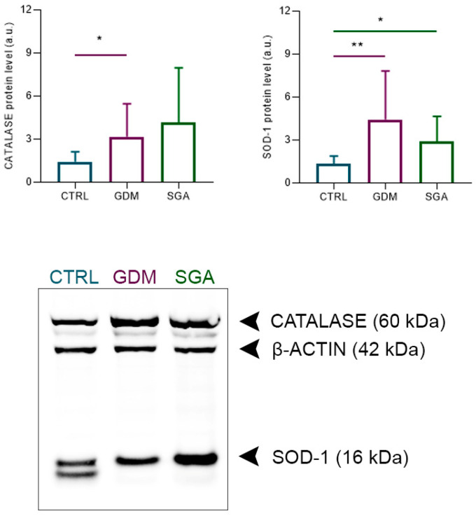 Relative levels of antioxidant enzymes in the control and pathological placenta slices. In the graphs, bars indicate the CATALASE (60 kDa)/β-actin (42 kDa) ratio and SOD-1 (16 kDa)/β-actin (42 kDa) ratio densitometric analysis ± SD of twelve independent replicates (n = 12). Asterisks indicate significant differences (* = p < 0.05; ** = p < 0.01) when comparing the pathologies to the control group. CTRL: control group (blue), GDM: gestational diabetes mellitus (purple), SGA: small-for-gestational-age (green).