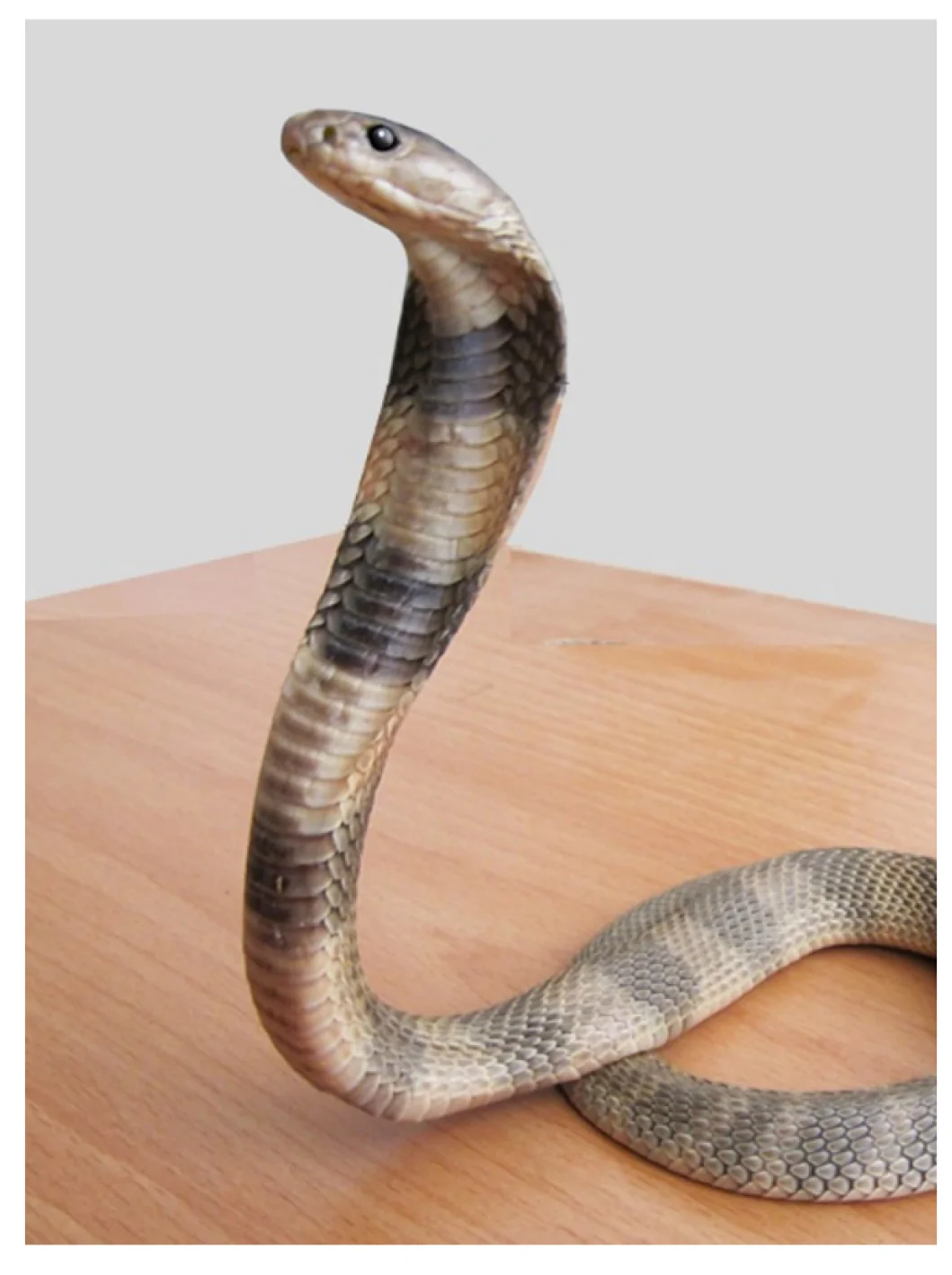 Iranian snake N. n. oxiana (2017-Khorasan)