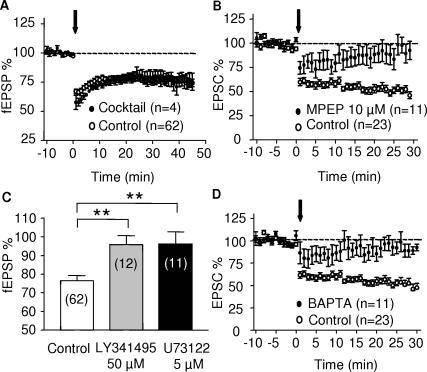 Postsynaptic receptors and transduction pathways involved in eCB-LTD.(A) eCB-LTD was not affected by a mixture of the NMDAR antagonist MK801 (40 µM), the D1 receptor antagonist SCH23390 (25 µM) and the D2 receptor antagonist sulpiride (25 µM). (B) The mGluR5 antagonist MPEP (10 µM) completely blocked eCB-LTD (C) Bar graph summarizing experiments showing that the non subtype selective group 1mGluR antagonist LY341495 (50 µM) and the Phospholipase C inhibitor U73122 both prevented eCB-LTD induction. 45 min after the end of the tetanus, the fEPSPs was 76.6±2.64% (n = 62) of baseline in control and 95.8±4.85% (n = 12, p = 0.004 t-test) and 96.33±6.4% (n = 11, p = 0.0009 t-test) in LY341495, respectively. (D) eCB-LTD requires postsynaptic Ca2+ rise. Time course of all the experiments performed where the recording pipette was filled with BAPTA (20 mM, n = 11) and where eCB-LTD was completely blocked.