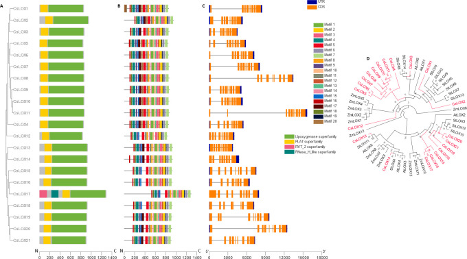 Phylogenetic, genetic, motif, and domain analysis of the CsLOX gene family.(A) Cladogram of peptide sequences and conserved domains. (B) Distribution of conserved peptide sequence motifs. Colors are described in legend; x-axis represents length of peptides in amino acids. (C) Diagram of genetic structure. Blue bars, orange bars, and gray lines represent untranslated regions, exons, and introns, respectively; x-axis represents length of gene in nucleotides. (D) Polar cladogram depicting evolutionary relationship with gene families of selected species. Node labels show confidence values from 1000 bootstrap replications.