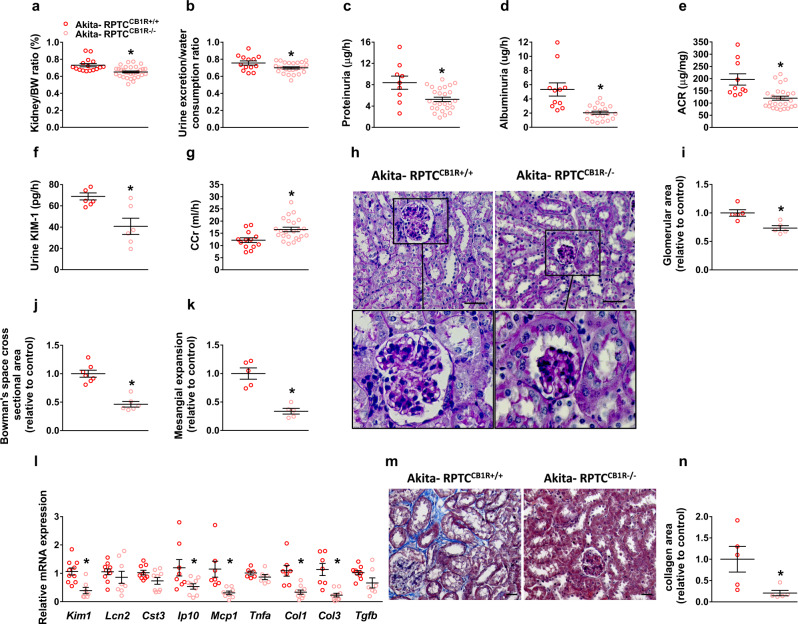 Specific CB1R deletion in RPTCs protects Akita mice from developing DKD.a Kidney-to-body weight ratio of 16-week-old Akita diabetic mice. n = 16 mice for Akita-RPTCCB1R+/+, n = 31 mice for Akita-RPTCCB1R−/− (*P = 0.0005). b Urine exertion-to-water consumption ratio of 16-week-old Akita diabetic mice. n = 10 mice for Akita-RPTCCB1R+/+, n = 22 mice for Akita-RPTCCB1R−/− (*P = 0.0274). c Proteinuria in 16-week-old Akita diabetic mice. n = 9 mice for Akita-RPTCCB1R+/+, n = 26 mice for Akita-RPTCCB1R−/− (*P = 0.0039). d Albuminuria in 16-week-old Akita diabetic mice. n = 11 mice for Akita-RPTCCB1R+/+, n = 17 mice for Akita-RPTCCB1R−/− (*P = 0.0274). e Urine albumin-to-creatinine ratio (ACR) in 16-week-old Akita diabetic mice. n = 10 mice for Akita-RPTCCB1R+/+, n = 26 mice for Akita-RPTCCB1R−/− (*P = 0.0004). f Urine KIM-1 levels in 16-week-old Akita diabetic mice. n = 7 mice for Akita-RPTCCB1R+/+, n = 6 mice for Akita-RPTCCB1R−/− (*P = 0.0046). g Creatinine clearance (CCr) in 16-week-old Akita diabetic mice. n = 13 mice for Akita-RPTCCB1R+/+, n = 23 mice for Akita-RPTCCB1R−/− (*P = 0.0040). h Representative PAS staining of the kidney, 40× magnification, scale bar: 50 µm. i Glomerular area quantification (at least 10 glomeruli per mouse). n = 5 mice for Akita-RPTCCB1R+/+, n = 5 mice for Akita-RPTCCB1R−/− (*P = 0.0061). j Bowman’s space cross-sectional area quantification (at least 10 glomeruli per mouse). n = 7 mice for Akita-RPTCCB1R+/+, n = 6 mice for Akita-RPTCCB1R−/− (*P < 0.0001). k Mesangial expansion quantification (at least 10 glomeruli per mouse). n = 5 mice for Akita-RPTCCB1R+/+, n = 5 mice for Akita-RPTCCB1R−/− (*P = 0.0003). l qPCR analyses of renal injury markers: Kim1, Lcn2, and Cst3, inflammatory markers: Ip10, Mcp1, and Tnfa, and fibrogenic markers: Col1, Col3, and Tgfb. n = 7 mice per group (*P < 0.0363). m Representative Masson’s trichrome staining of the kidney, 40× magnification, scale bar: 50 µm. n Collagen deposition positive area quantification. n = 5 mice per group (*P = 0.0323). Data represent the mean ± SEM and were analyzed by Unpaired Two-tailed Student’s t-test. Source data are provided as a Source Data file.