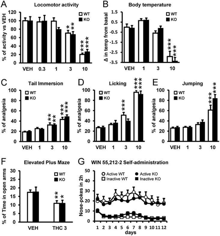 5-HT2AR does not mediate THC-induced hypolocomotion, hypothermia, analgesia, anxiogenic-like behavior, or the reinforcing properties of WIN 55,212–2.(A) Locomotor activity (% of baseline) was dose-dependently reduced in both WT and 5-HT2AR KO mice treated with THC (0.3, 1, 3, and 10 mg/kg) as compared to vehicle (VEH) administration (n = 5–15). (B) THC induced hypothermia at the dose of 10 mg/kg to a similar extent in WT and 5-HT2AR KO mice (n = 13–24). (C) In the tail-immersion test, percent analgesia was dose-dependently increased by THC (1, 3, and 10 mg/kg) in both WT and 5-HT2AR KO mice (n = 10–16). In the hot-plate test, the percent of analgesia as calculated from the latency to paw-licking (D) and to jumping behavior (E) was similar in WT and KO animals treated with THC (1, 3, and 10 mg/kg) as compared to VEH administration (n = 7–16). (F) No significant differences between genotypes were observed in anxiogenic-like behavior induced by THC (3 mg/kg) (n = 6–10). (G) Both WT and 5-HT2AR KO mice acquired WIN 55,212–2 self-administration behavior and responded equally for this drug during the 12 d of training (n = 12–15). Data are mean + SEM. * p < 0.05, ** p < 0.01, and *** p < 0.001 versus VEH-treated animals. The statistical analyses used and their corresponding F and p-values are shown in S1 Table.