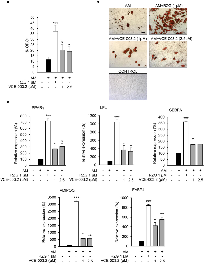 Effect of VCE-003.2 on adipogenic differentiation.Human mesenchymal stem cells (MSC) were differentiated in adipogenic medium (AM) in the presence of RZG or oil red O VCE-003.2 and adipogenic markers were characterized. (a) Quantification of oil red (ORO) positive cells after 21 days of differentiation. (b) Representative images of accumulated fat vesicles stained with oil red (Bar size, 50 μm). (c) Gene expression of PPAR-γ2, LPL, CEBPA, ADIPOQ and FABP4 in MSCs differentiated during 18 days. Data represent the percentage of increase over AM considered as the 100% of adipogenic induction. Experiments were performed from three different human MSC preparations each one obtained from a different bone marrow sample. Statistics: *p < 0.05, **p < 0.01 and ***p < 0.001 RZG or VCE-003.2 treatment vs. AM.