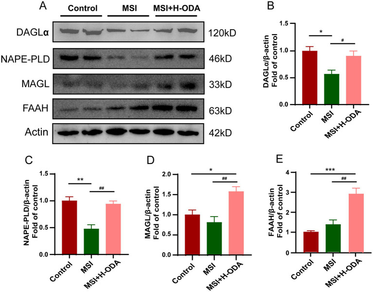 Effects of maternal sleep interruption and neonatal ODA supplementation on expressions of endocannabinoid synthesizing and degrading enzymes in hippocampus of MSI-exposed offspring rats. (A) Western blotting of DAGL, NAPE-PLD, MAGL, and FAAH expressions in the hippocampus of rats from different groups. Relative band intensity analysis of (B) DAGL, (C) NAPE-PLD, (D) MAGL, and (E) FAAH in the samples. Quantification of protein expression was normalized to β-actin. n = 4–5 rats per group. Data are presented as mean ± SEM. *p < 0.05, **p < 0.01, and ***p < 0.001 versus the control group; #p < 0.05 and ##p < 0.01 versus the MSI group. H-ODA, 25 mg/(kg · day) oleamide; MSI, maternal sleep interruption; DAGL, diacylglycerol lipase; MAGL, monoacylglycerol lipase; FAAH, fatty acid amide hydrolase; NAPE-PLD, N-acyl phosphatidylethanolamine-specific phospholipase D.