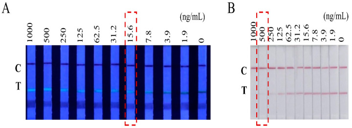 Cut-off values of the CBD test strip. (A) Test strips under ultraviolet light with different concentrations of CBD. (B) Test strips under natural light with different concentrations of CBD.