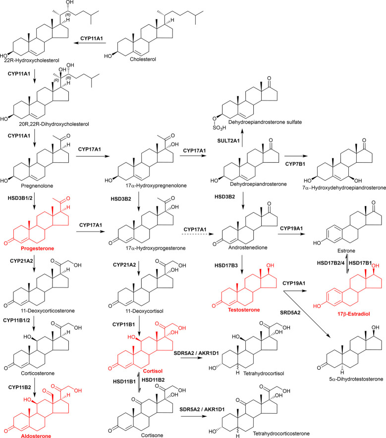 Simplified view of steroid hormone biosynthesis. Highlighted in red are the classical steroid hormones, progesterone, aldosterone, cortisol, testosterone, and 17β-estradiol.