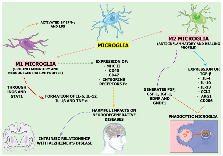 Microglia have M1 and M2 phenotypes depending on conditions. In a homeostatic state, they support neuronal health through synaptic pruning and clearing misfolded proteins. Under stress, they shift to the pro-inflammatory M1 phenotype, releasing Reactive Oxygen Species (ROS) and cytokines that can damage neurons. When exposed to Transforming Growth Factor Beta (TGF-β), interleukin (IL)-4, IL-10, or IL-13, they switch to the anti-inflammatory M2 phenotype, aiding in phagocytosis, Extracellular Matrix (ECM) rebuilding, and neuronal survival. Abbreviations: ARG, Arginase; BDNF, Brain-Derived Neurotrophic Factor; CCL, Chemokine (C-C motif) Ligand; CD, Cluster of Differentiation; CSF, Colony-Stimulating Factor; FGF, Fibroblast Growth Factor; GNDF, Glial cell line Derived Neurotrophic Factor; IGF, Insulin-like Growth Factor; IFN-γ, Interferon Gamma; iNOS, Inducible Nitric Oxide Synthase; LPS, Lipopolysaccharide; MHC-II, Major Histocompatibility Complex Class II; STAT, Signal Transducer and Activator of Transcription; TNF-α, Tumor Necrosis Factor-Alpha.