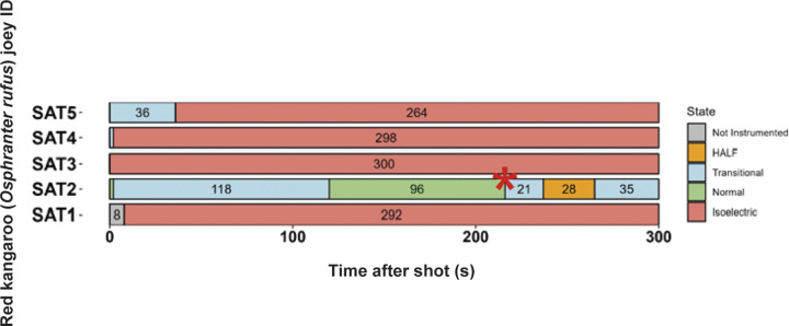 Characteristics of electroencephalogram (EEG) waveforms in individual red kangaroo (Osphranter rufus) joeys (n = 5) shot (time-point 0) with the CASH Small Animal Tool (SAT). Light grey bars represent periods when no data were collected due to joeys not being instrumented; blue transitional EEG; pink isoelectric EEG; orange high amplitude low frequency (HALF); and green bars representing normal-like active EEG (non-complete concussion). The red asterisk denotes the application of pentobarbitone sodium to SAT2, EEG became isoelectric at 216 s. Numbers within bars represent duration of the EEG states (in s).