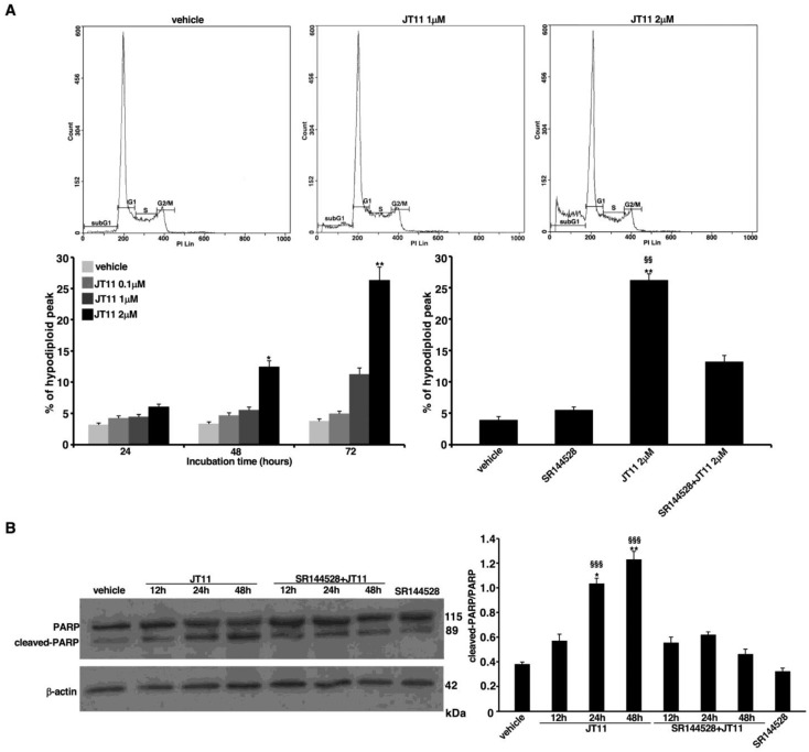 JT11 exhibits a CB2R-dependent pro-apoptotic effect in Jurkat cells. (A) Jurkat cells were incubated with a 0.1, 1, or 2 μM JT11 for 24, 48 and 72 h, and their DNA content was measured by flow cytometry after propidium iodide (PI) staining. The histograms show the distribution of cells in the phases of cell cycle based on their DNA content, and the amplitude of the subG1 peak, i.e., the percentage of hypodiploid peak, indicates the percentage of dead cells; Percentage of cells with hypodiploid DNA content. Data are reported as mean ± SD from three independent experiments. * p < 0.01 vs. vehicle; ** p < 0.001 vs. vehicle; PI staining was performed also in the presence of 1 μM SR144528. Data are reported as mean ± SD from three independent experiments. ** p < 0.001 vs. vehicle; §§ p < 0.001 vs. SR144528 + JT11; (B) Analysis of poly (ADP ribose) polymerase (PARP) cleavage by Western blot. Jurkat cells were treated with 2 μM JT11, or alternatively pretreated with 1 μM SR144528 and then incubated with 2 μM JT11 for 12, 24 or 48 h. The protein extracts were separated by sodium dodecyl sulphate-polyacrylamide gel electrophoresis (SDS-PAGE) and analyzed using anti-PARP antibody (Ab). The loading control was evaluated using anti-β-actin Ab; Densitometric cleaved PARP/full length PARP ratio. Data are reported as mean ± SD from three independent experiments. * p < 0.01 vs. vehicle; ** p < 0.001 vs. vehicle; §§§ p < 0.0001 vs. SR144528 + JT11.