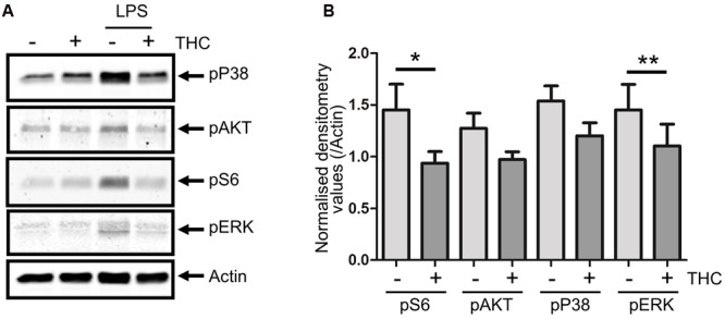 In vitro validation of direct THC effect on immune cells. PBMCs were isolated from healthy subjects (n = 6) and after in vitro pretreatment with THC (2 ng/mL) for 1 h, cells were stimulated with 100 ng/mL lipopolysaccharide (LPS) for 10 min. Western blot analysis shows that unstimulated cells show relatively little activation of p38MAPK, AKT, S6 or ERK, while LPS induces phosphorylation of these kinases. Pretreatment of PBMCs with THC significantly reduces LPS-induced pro-inflammatory phosphorylation patterns. (A) Representative example is shown. (B) Quantification of phosphorylation levels of LPS-stimulated cells, normalized for total Actin levels are shown. pS6 and pERK levels are significantly reduced upon THC treatment of cells (∗0.0357, ∗∗0.0238). Phosphorylation of p38 was reduced upon THC treatment in 5/6 subjects. pAKT was detectable in only four subjects, in three of which phosphorylation was reduced in THC treated cells.