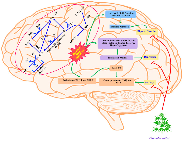 Schematic representation illustrating how the production of free radicals (ROS/RNS) affects biological systems by causing cellular stress and even resulting in various mental illnesses, as well as how Cannabis sativa may help to treat these. [HOCl: Hypochlorous acid; H2O2: Hydrogen peroxide; 1O2: Singlet oxygen; O2.−: Superoxide; OH•: Hydroxyl radical; OONO−: Peroxynitrite; NO.: Nitric oxide; Fe2+: Iron ion; Cu2+: Copper ion; Cl−: Chlorine ion; ROS: Reactive oxygen species; RNS: Reactive nitrogen species; NOS: Nitric oxide synthase; MPO: Myeloperoxidase; BDNF: Brain-derived neurotrophic factor; GSK-3: Glycogen synthase kinase 3; 8-OHdG: 8-hydroxy2-deoxyguanosine; ERK: Extracellular signal-regulated kinases; IL-1β, interleukin 1 beta; TNF α: Tumor necrosis factor α].
