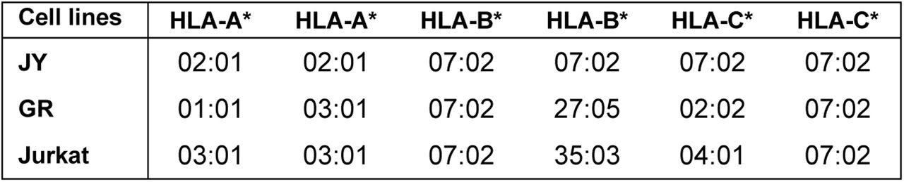 Overview of studied cell lines with the respective 4-digit human leukocyte antigen (HLA) class I alleles they present.