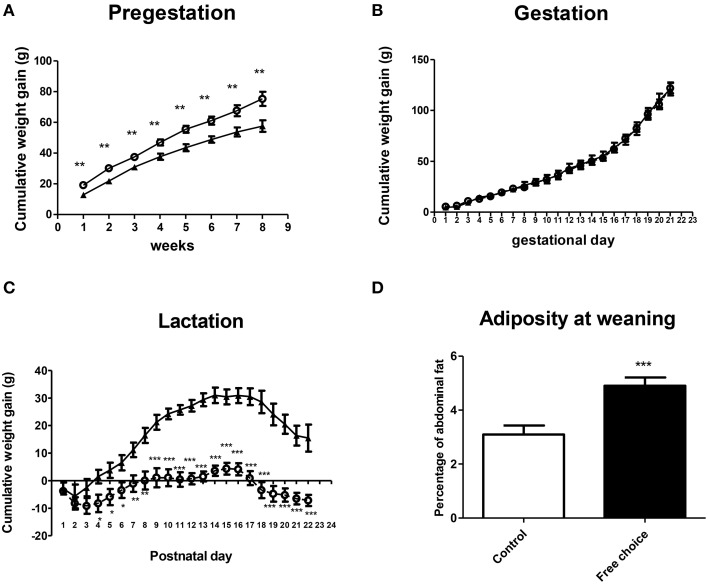 Effect of diet on weight gain and adiposity of dams during perinatal period. Values are expressed as mean ± SEM. *p < 0.05, **p < 0.01, ***p < 0.001. Cumulative weight gain (g) of control (solid triangles) and free-choice (open circles) dams during pregestation (A), gestation (B), and lactation (C). Dams adiposity at weaning (D): control (open bars) vs. free-choice (solid bars) dams.