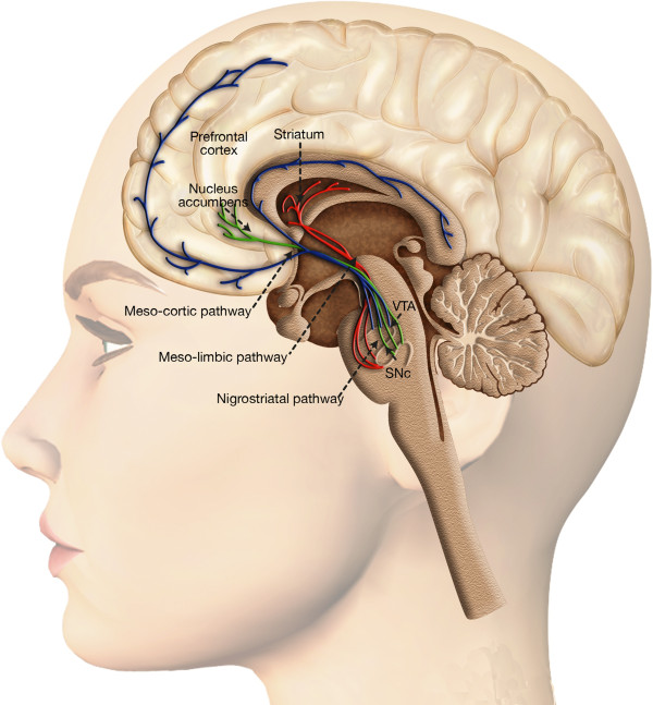 Dopaminergic system and reward processing. Dopaminergic neurons are located in the midbrain structures substantia nigra (SNc) and the ventral tegmental area (VTA). Their axons project to the striatum (caudate nucleus, putamen and ventral striatum including nucleus accumbens), the dorsal and ventral prefrontal cortex. The mesolimbic dopamine pathway mediates the psychopharmacology of reward, whether that is a natural high or a drug-induced high, and is sometimes referred to as the pleasure center of the brain, with dopamine as the pleasure neurotransmitter.