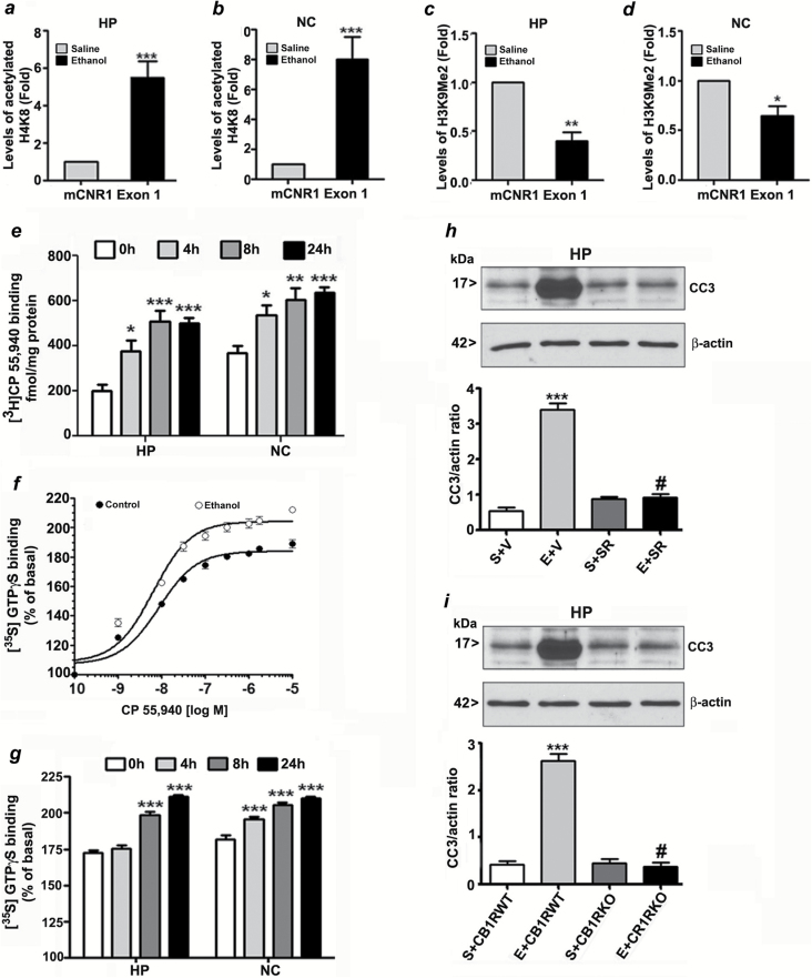 Enhanced H4K8 acetylation and reduced H3K9 dimethylation at exon1 of the CB1R gene regulate postnatal ethanol-induced expression of CB1R. ChIP analysis of the CB1R exon1 gene in hippocampal (HP) and neocortical (NC) tissues from the saline and ethanol groups (n = 8 pups/group) with anti-acetylated H4K8 (a and b) or anti-H3K9me2 (c and d) antibodies and levels of CB1R exon 1 chromatin enrichment in the IPs were measured by quantitative PCR. *p < 0.05,**p < 0.01,***p < 0.001; compared with respective saline group; student’s t-test. Error bars = SEM. (e) CB1R binding was performed with PM (20mg protein/ml) at 30°C for 60min using [3H] CP-55,940 as the labeled ligand and 30μM unlabeled CP-55,940 to define non-specific binding. Each point is the mean ± SEM (n = 12/group). [35S] GTPγS binding was performed with various concentrations (f) or 2 μM (g) of CP-55, 940. Non-specific binding was determined in the presence of unlabeled GTPγS (30 μM). Data are expressed as the percentage of basal [35S] GTPγS binding. Basal [35S] GTPγS binding in the absence of CP-55,940 was ranged between 4.4 ± 0.50 (NC) and 5.0 ± 0.2 (HP) pmol/mg protein. Error bars = SEM (n = 12/group). (h) Mice pre-treated for 30min with SR141716A (SR; 1mg/kg) or vehicle were exposed to ethanol, and CC3 levels were determined by a Western blot analysis (***p < 0.001 vs. S+V; #p < 0.001 vs. E+V). (i) CB1R WT and KO mice were exposed to ethanol, and CC3 levels were determined by a Western blot analysis. β-actin was used as a loading control. Each point is the mean ± SEM. ***p < 0.001 vs S+CB1RWT; #p < 0.001 vs E+CB1RWT.