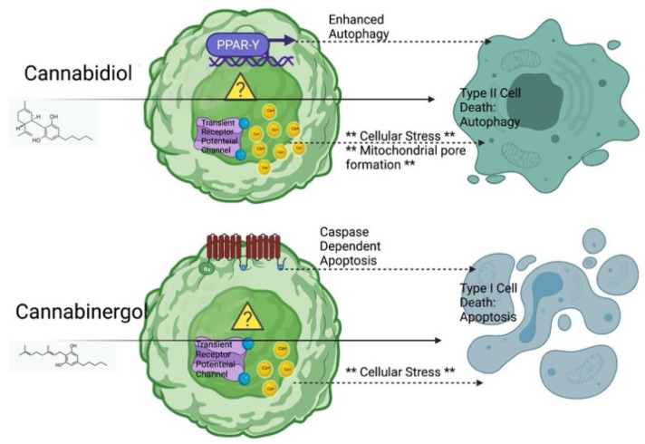Proposed Mechanism of cannabidiol and cannabigerol against cholangiocarcinoma. Figure is generated from BioRender.com by authors (accessed on 6 June 2021).
