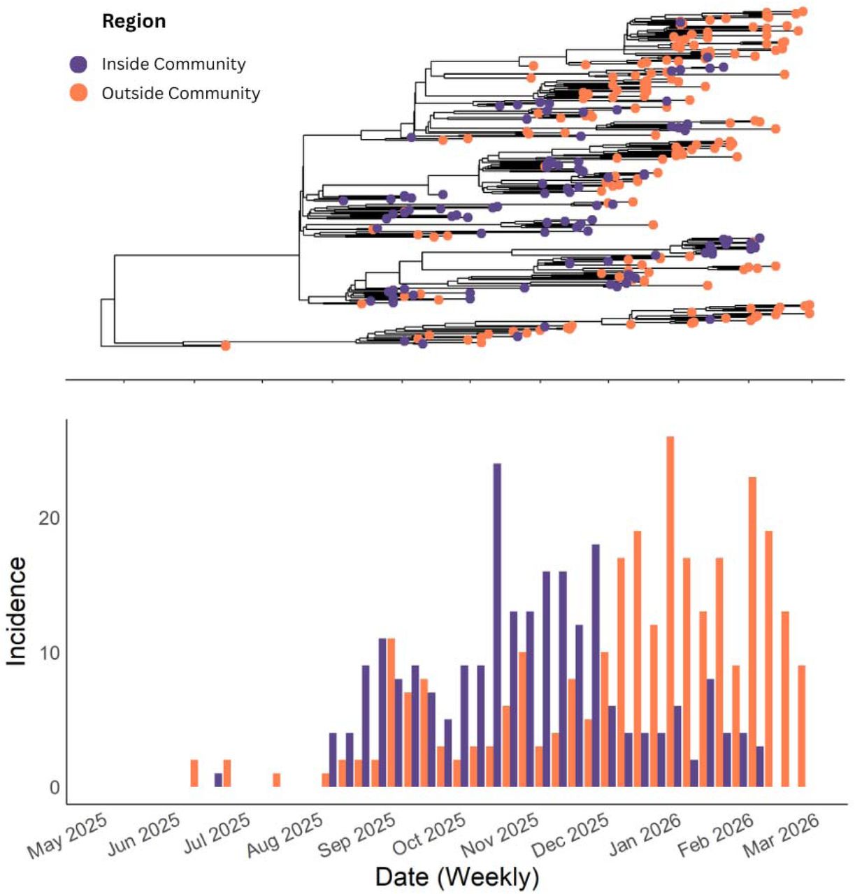 Genomic relationships and reported incidence among confirmed cases linked to the Utah-Arizona Border Outbreak.Phylogenetic tree of the cases linked to the Utah-Arizona border outbreak. Purple nodes are cases in the affected community whereas orange nodes are linked cases outside of the affected community. Below is a bar plot of the reported incidence in the affected community (purple) and the cases linked to the Utah-Arizona border outbreak, but not part of the affected community (orange).