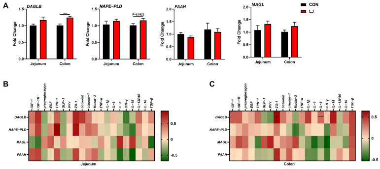 Association analyses between the expression of intestinal health-related genes and the expression of ECS-related genes (A) ECS gene expression profile; (B) Pearson’s correlation between the ECS gene expression and intestinal health-related gene expression in the jejunum; (C) Pearson’s correlation between the ECS gene expression and intestinal health-related gene expression in the colon. Values are presented as the means ± SEM. Pearson’s correlation coefficient in (B,C) were calculated. *, p < 0.05, **, p < 0.01.