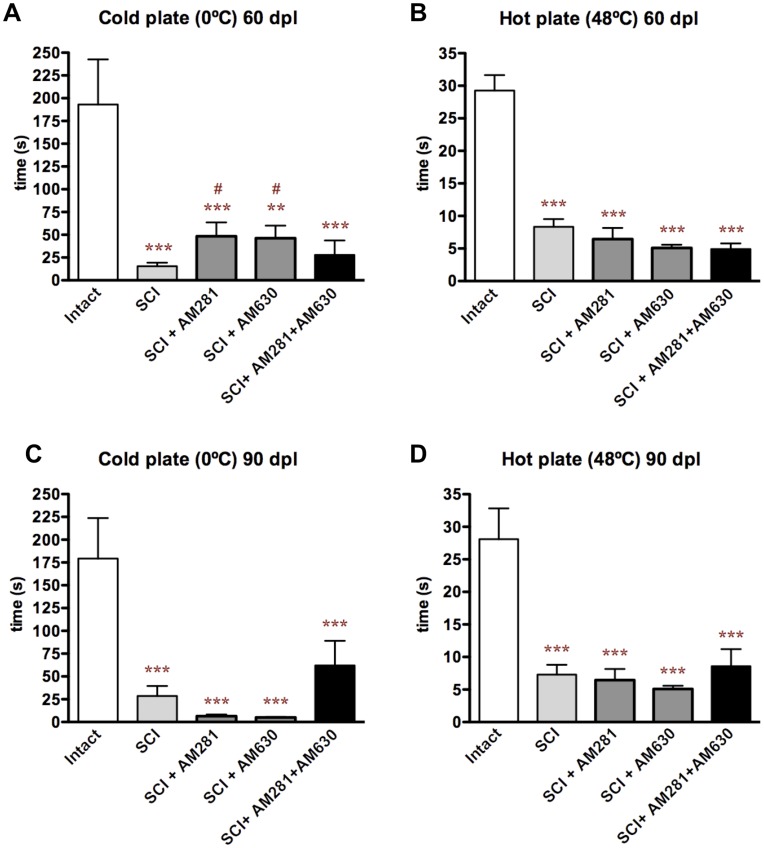 Early blockade of CB1 and/or CB2 receptors does not increase thermal hypersensitivity.Thermal sensitivity to cold and hot plates is represented as the time of withdrawal of hind paw. SCI results in cold and hot hypersensitivity (A-D). We observed a transient decrease of cold hypersensitivity at 60 days after lesion in AM281- or AM630-treated rats (A) that is not further maintained at 90 days after lesion (C). No effect was observed in hot plate test at 60 neither at 90 days after lesion (B, D). ***p<0.001 vs. intact. #p<0.05 vs SCI. Intact n = 4; SCI n = 10; SCI+AM281 n = 6; SCI+AM630 n = 5; SCI+AM281+AM630 n = 10.