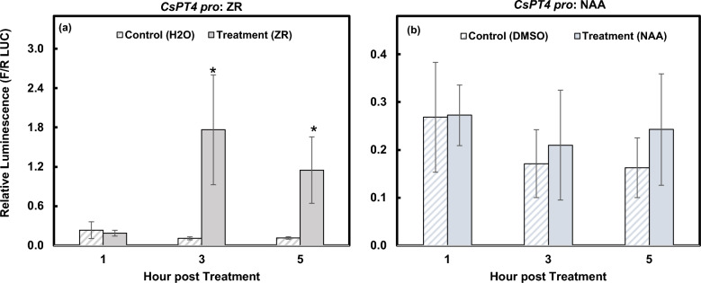 Responses of CsPT4 pro to ZR and NAA in Arabidopsis protoplasts. DLR results showed the activity of the CsPT4 pro indicated by relative luminescence, calculated by a ratio of firefly LUC to Renilla LUC. Responses to ZR (a) and NAA (b) at 1, 3, and 5 hpt are shown. A Student’s t-test was used to compare relative luminescence of treated protoplasts to the solvent control at each time point. This method of statistical analysis was repeated for each DLR assay (Figs. 3, 4, 5). *indicates p ≤ 0.05 (n = 3).