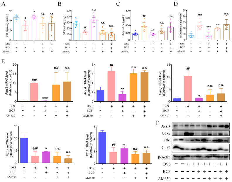 BCP attenuates ferroptosis induced by DSS by activating CB2R in vivo. Mice were given 3% DSS for 7 days and were treated with BCP (50 mg/kg, p.o.) alone, with the CB2R selective antagonist AM630 alone, or with AM630 (30 min before) plus BCP. (A–D), Content of GSH, GPX activity and MDA in colonic tissues and the levels of serum iron (n = 6) were examined using corresponding kits. (E), Relative mRNA levels of Ptgs2, Acsl4, Hamp, Gpx4 and Fth1 in colonic tissues of C57BL/6J mice were detected. Data are presented as the mean ± S.E.M. of 6 colonic tissue samples using Gapdh as a reference. (F), Acsl4, Cox2, Fth1 and Gpx4 protein expression in mice was determined by western blot analysis. β-Actin was used as an internal reference. n.s., not significant, # p < 0.05, ## p < 0.01, ### p < 0.001 compared with mice from control group; * p < 0.05, ** p < 0.01, *** p < 0.001 compared with mice from DSS group. Acsl4, Acyl −CoA synthetase long−chain family member 4; AM630, 6-Iodopravadoline; BCP, β-caryophyllene; Cox2, cyclooxygenase 2; DSS, dextran sulfate sodium; Fth1, ferritin heavy chain 1; GSH, glutathione; Gpx4, glutathione peroxidase 4; Hamp, hepcidin antimicrobial peptide; MDA, malondialdehyde; Ptgs2, prostaglandin-endoperoxide synthase 2.