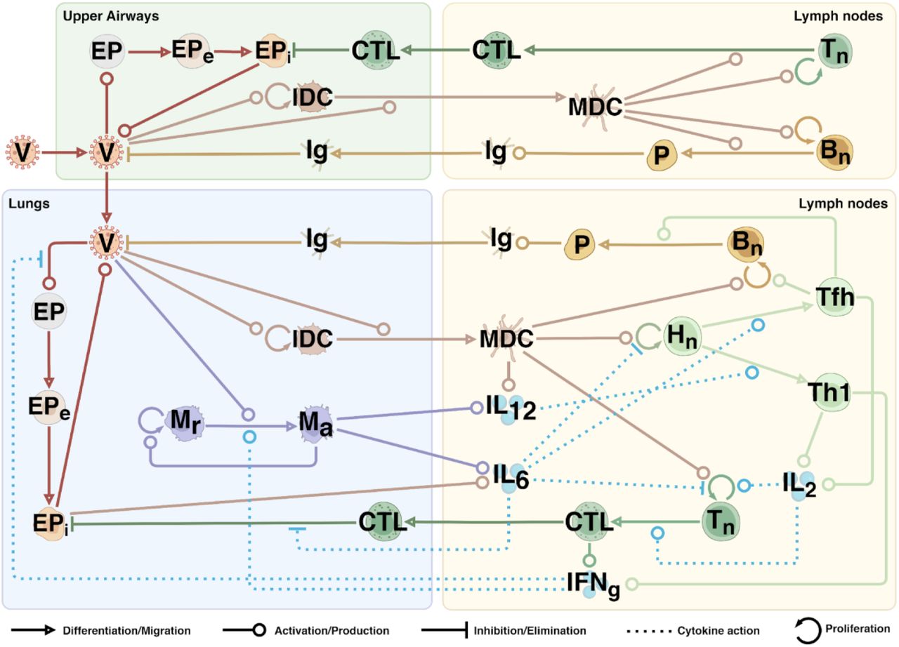 A schematic representation of the built model. The process notations are provided below the diagram. V – virus, EP – epithelial cells (e – exposed, i – infected), DC – dendritic cells (I – immature, M - mature), M – macrophages (r – resting, a – activated), Hn – naïve CD4+ T cells, Tn – naïve CD8+ T cells, Bn – naïve B cells, Th1 – T helper 1 type cells, Tfh – T follicular helper cells, CTL – cytotoxic T cells, P – plasma cells, Ig – immunoglobulins (IgA, IgM, IgG), IL – interleukins (2, 6, 12), IFNg – interferon gamma.