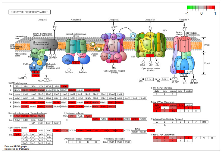 Oxidative phosphorylation pathway. Data show a substantial alteration of NADH components on the inner side of the mitochondrial membrane driven by COX and Ndufs-family genes.