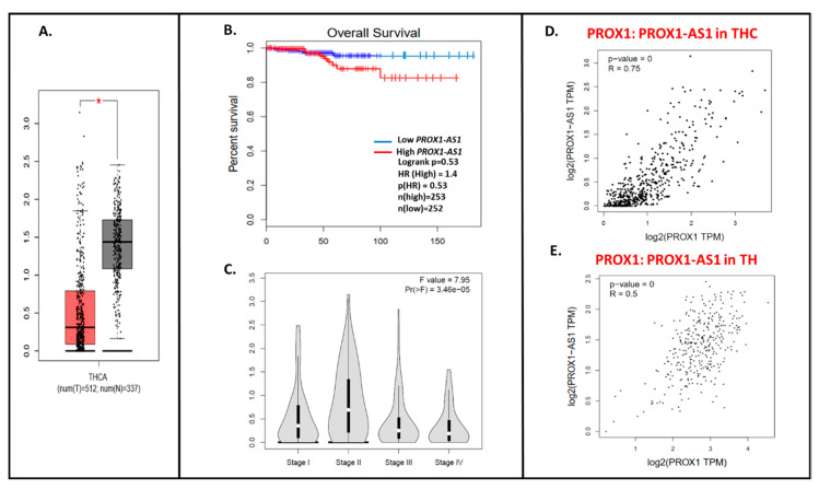 The PROX1-AS1 expression pattern in thyroid cancer and correlation with PROX1. (A) Expression of PROX1-AS1 in thyroid cancer specimens (pictured on the red bar (T); the number of cases = 512) compared to non-cancerogenic thyroid tissues (pictured on the grey bar (N); the number of cases = 337), * p ≤ 0.05. (B) PROX1-AS1 relation to survival of patients with THC. (C) PROX1-AS1 expression compared to tumor stage I, II, III, and IV. (D,E) PROX1-AS1: PROX1 correlation in THC and healthy thyroid (TH) specimens, respectively.