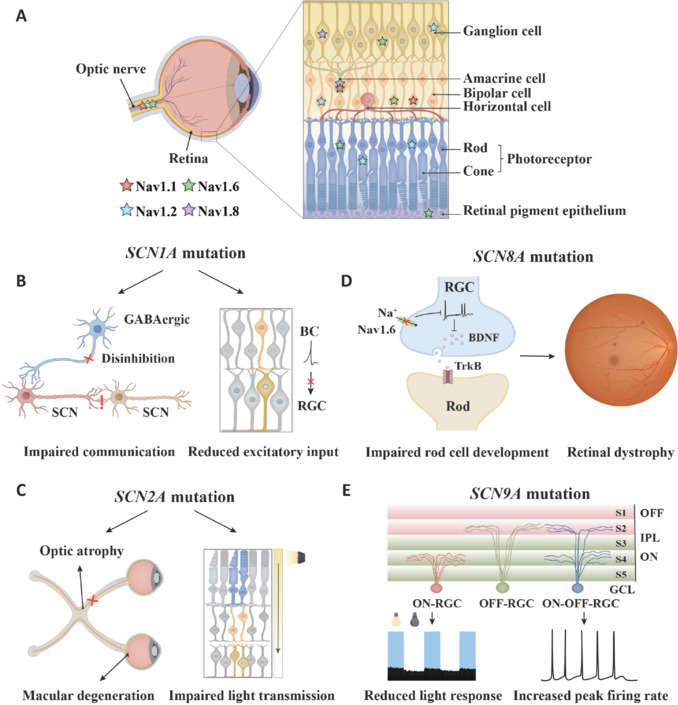 Distribution and function of voltage-gated sodium channels in the retina.(A) Distribution of the four sodium channel subtypes in different retinal cells. (B) SCN1A mutation in the retina primarily impairs signal transmission between neurons and reduces excitatory input from the BC to the RGC. (C) SCN2A mutation in the retina leads to optic nerve damage and macular degeneration. It also affects photoreceptor (cones and rods) signal transmission and the ability of RGCs to respond to light. (D) SCN8A mutation in the retina influences the expression and transport of BDNF, resulting in retinal maldevelopment. (E) SCN9A mutation in the retina causes reduced light responses in sustained ON-RGCs and an increased peak firing frequency in transient ON-OFF-RGCs. BC: Bipolar cell; BDNF: brain-derived neurotrophic factor; GCL: ganglion cell layer; IPL: inner plexiform layer; OFF-RGC: OFF-type retinal ganglion cell; ON-OFF-RGCs: ON-OFF retinal ganglion cells; ON-RGC: ON-type retinal ganglion cell; RGC: retinal ganglion cell; SCN: suprachiasmatic nucleus; TrkB: tropomyosin receptor kinase B.
