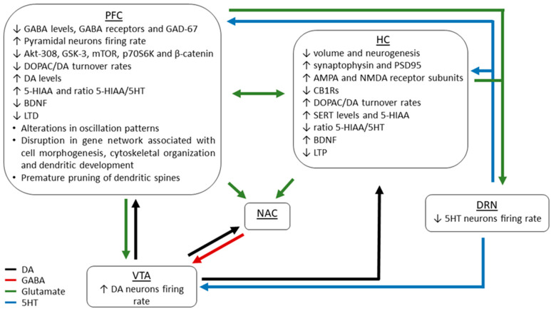 Schematic circuit diagram illustrating the long-lasting alterations in brain regions affected by adolescent THC exposure.