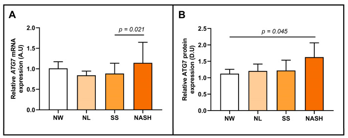 Differential relative ATG7 mRNA (A) and ATG7 protein (B) abundance in hepatic tissue between women with NW and MO subclassified as NL, SS, and NASH. mRNA expression analysis: NW (n = 6), NL (n = 11), SS (n = 29), and NASH (n = 32); and protein expression analysis: NW (n = 5), NL (n = 5), SS (n = 5), and NASH (n = 6). NW, normal weight; MO, morbid obesity; ATG7/ATG7, autophagy-related 7 gene/protein; SS, simple steatosis; NASH, nonalcoholic steatohepatitis; A.U, arbitrary units; D.U, densitometry units. Differences between groups were calculated using the Mann–Whitney test and p < 0.05 was considered statistically significant.