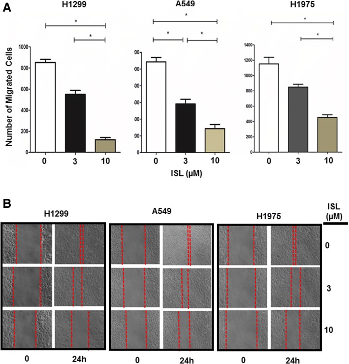ISL inhibits lung cancer cell migration. a Cells were treated with vehicle, 3 or 10 μM ISL for 24 h followed by the analysis of cell migration using Transwells. Data are means ± SD. n = 4. *, p < 0.01. b Cells were grown to confluent followed by treatment of vehicle, 3 or 10 μM ISL for 24 h. A scratch was made with a fine pipette tip and cells were kept in medium containing 1% FCS with or without ISL. Images were taken at 0 and 24 h under a phase contrast microscope
