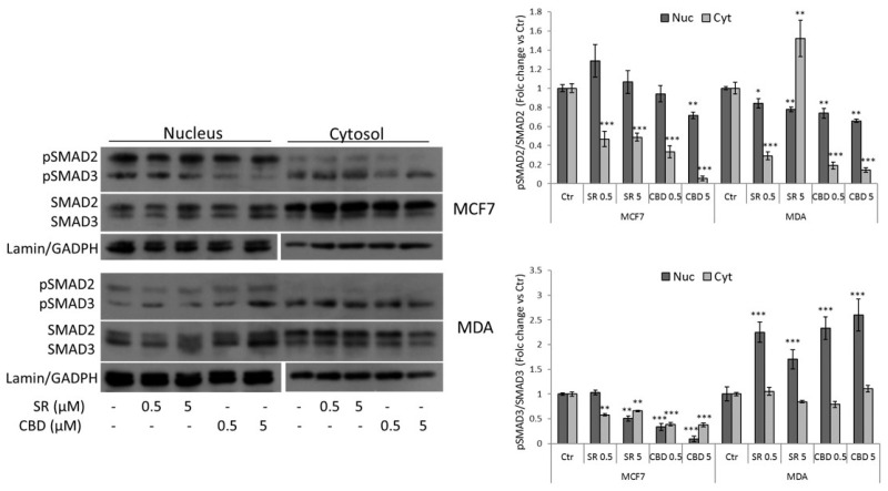 Representative Western Blots and densitometric analyses of SMAD2/3 (total and phosphorylated forms) in nuclear and cytosolic protein fractions obtained from MCF7 and MDA-MB-231 cells treated with vehicle, SR, or CBD (0.5 or 5 μM) for 24 h. Lamin and GAPDH were used as a loading control of nuclear and cytosolic fractions, respectively. Data are expressed as mean ± SD of at least three independent experiments. * p < 0.05, ** p < 0.01, *** p < 0.005 vs. control.